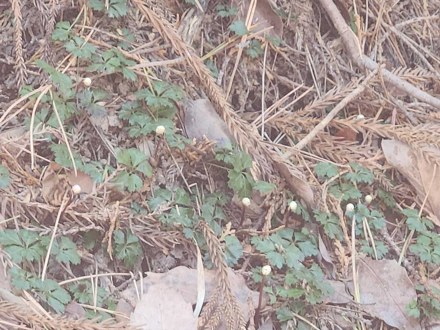 蕾は幾つかついてますが、前より痩せてます。栄養不足かなぁ。