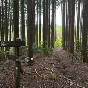 本当はこの道を行って金丸山に行くはずだった
