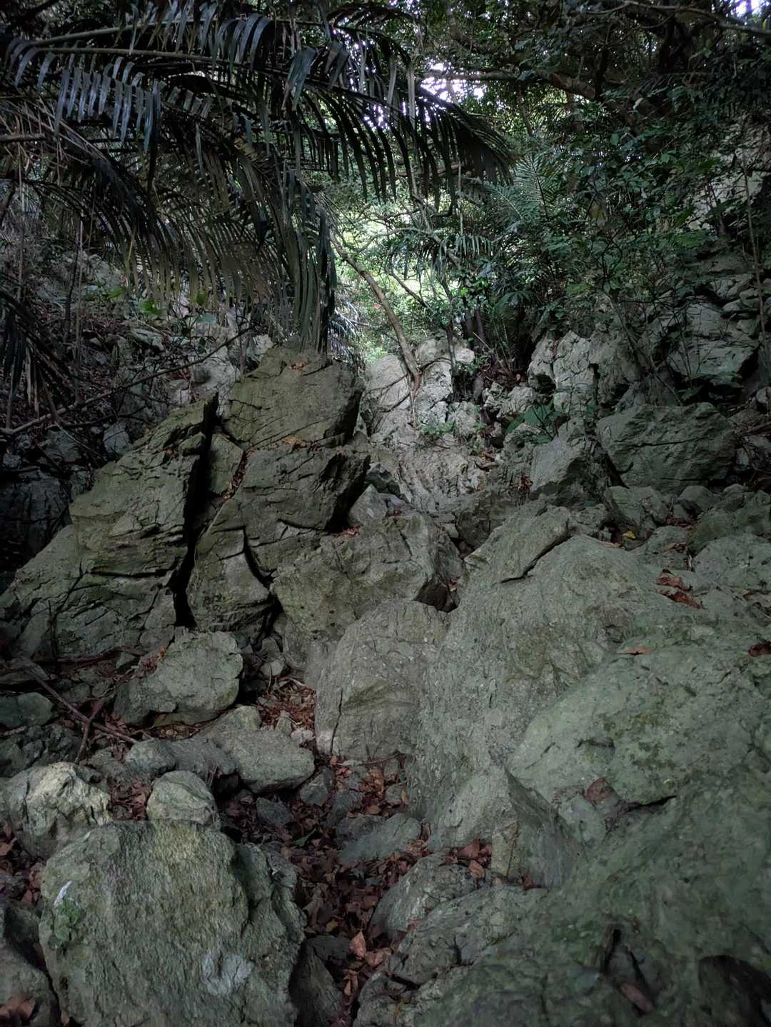さぁ入山
なかなかのアドベンチャーコースでちょっと危険
躓かないようにと…