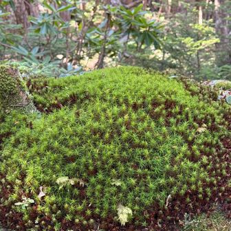 苔も興味もったら、仕事する事が出来なくなる位
時間を山に使いそう😥

画像のコケはスギゴケ、コスギゴケ、ウマスギゴケなどの種類があるようです。

詳しければ同定できて楽しいと思う🤩