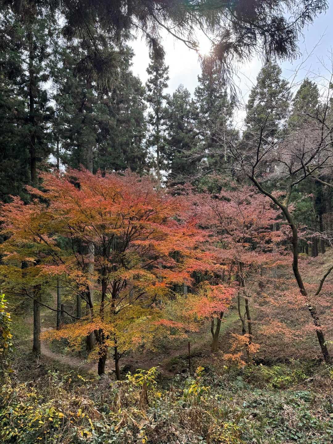 大日窟-赤岩山-御嶽山 周回コースの写真