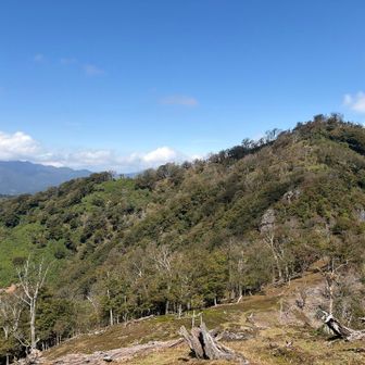 ブナの三叉路へ戻ります

鹿納山からの戻る途中、ピンクテープを見失い方角を信じて進んでると踏み跡が柔らかくなり何かおかしい…、と思ってたら後ろから道間違いを教えて頂く声が自分に届き助かりました
あのまま岩場を登っていたらと考えるとかなり面倒そうだったので、本当にありがとうございました