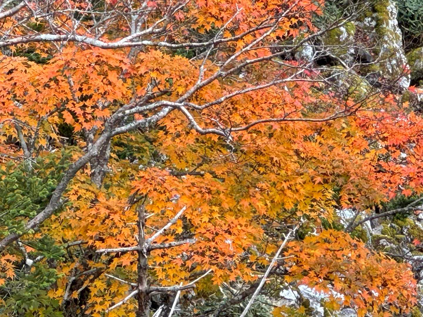 ムフフッ オレンジ🧡

ほとんど 終わりでも  ところどころ 残ってます🍁☺️