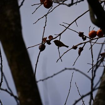 メジロだと思うが逆光