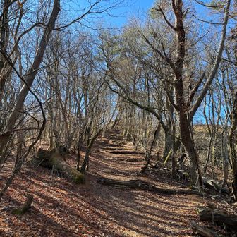 自然林ばかりになる
✳︎山頂が近く
