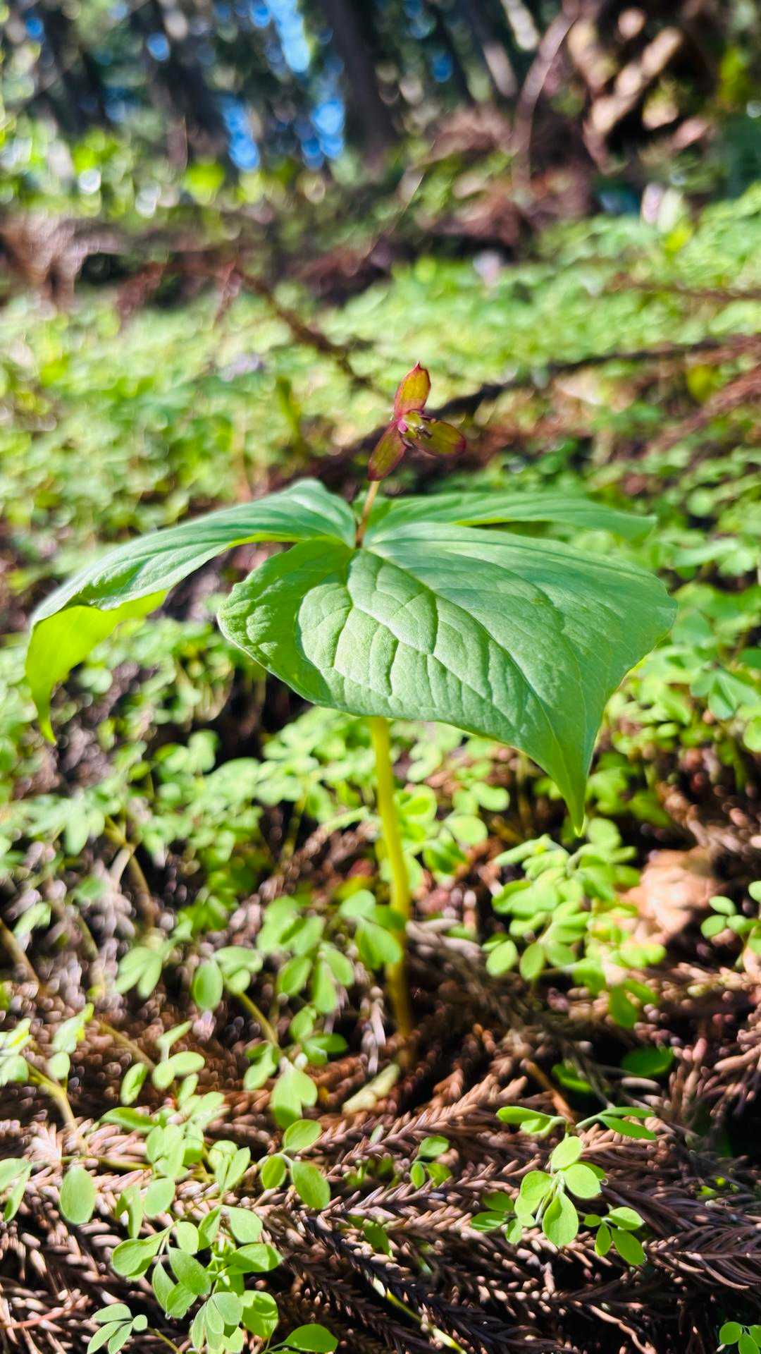 可愛い🍃