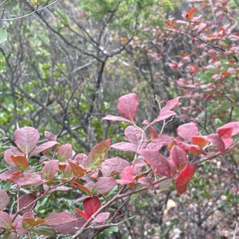 まだまだ🍁紅葉は無いけど、やっと見つけた🍂秋です。