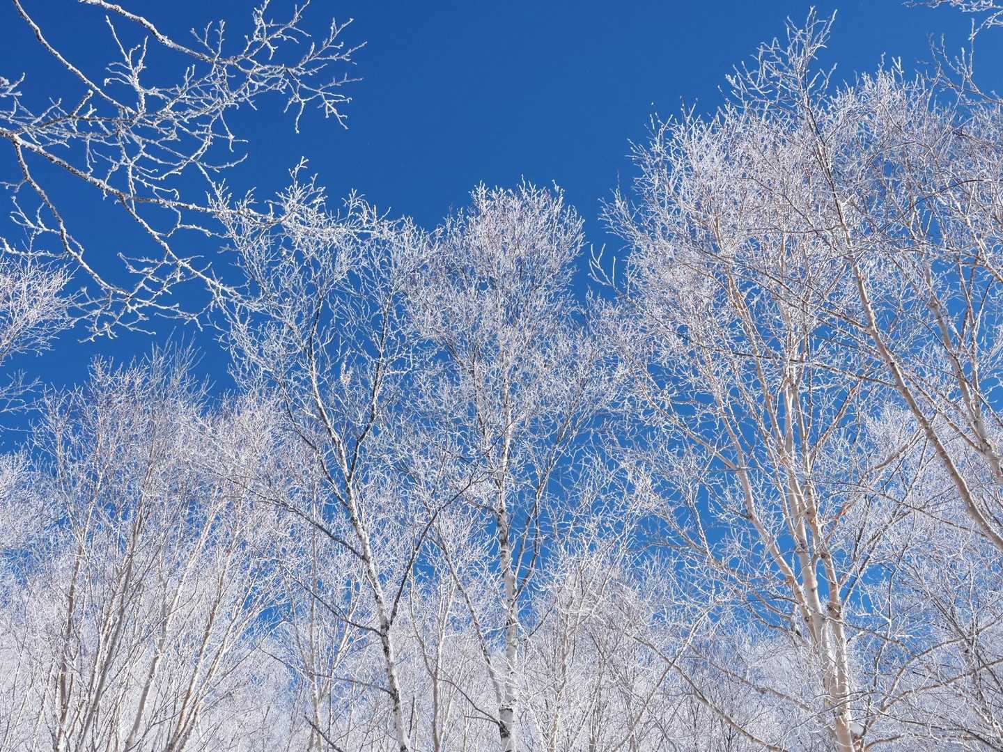 霧氷❄