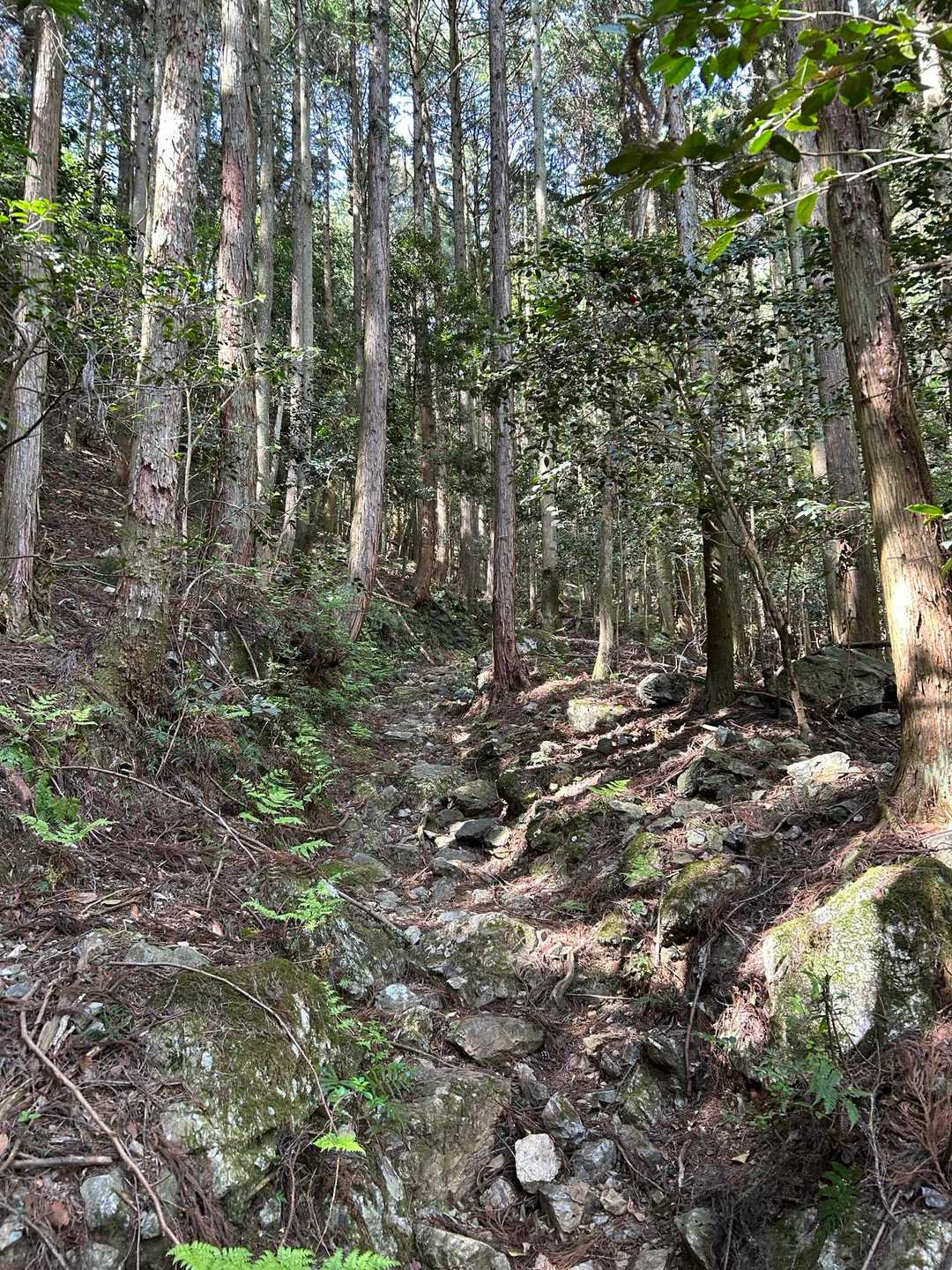 登山道⛰️
足元が悪く急登が続きます😵