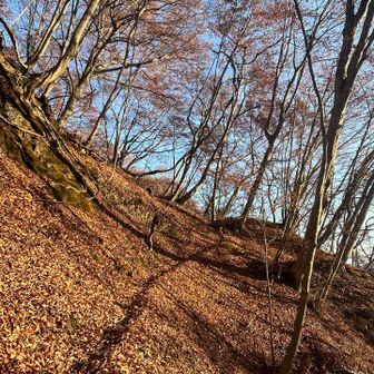 落ち葉もたくさん
よく滑るので注意⚠️