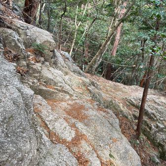 カニの赤ちゃんくらいのヨコバイ🦀