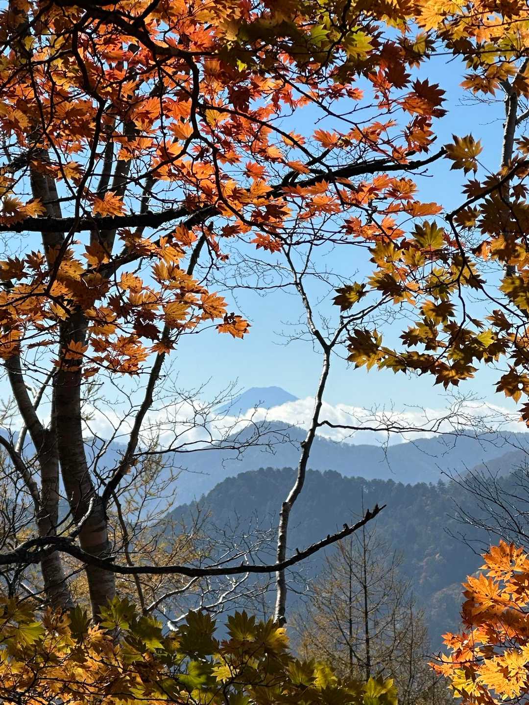 紅葉🍁と富士山