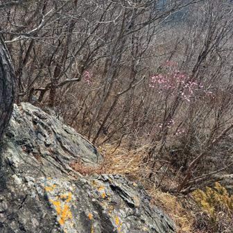 崖に咲く