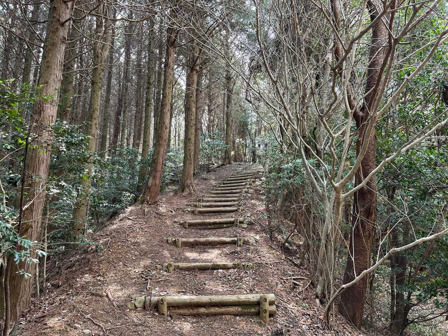 長い木道が続く