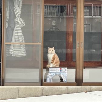 紀泉アルプス・飯盛山・ボンデン山 ほんで、わんぱく王国へ向かう途中。

置き物⁉️
いや、目で追ってきてる…
ニャルソック❣️