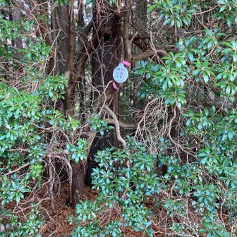 恋南最高点(北岳)山頂　490m