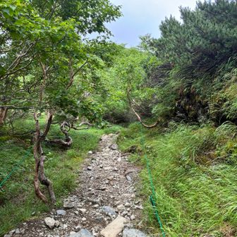 気が生えてきました。もう8月なのに緑がきれいです。たまに何か濃い香りがする。