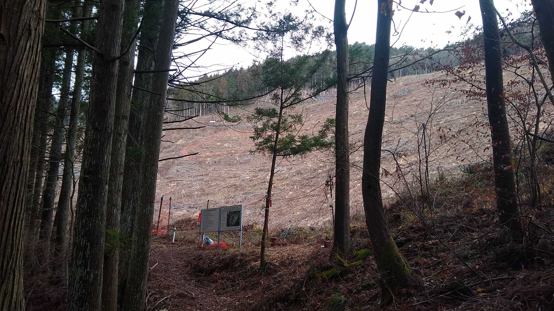 造林の試験団地が見えてきた