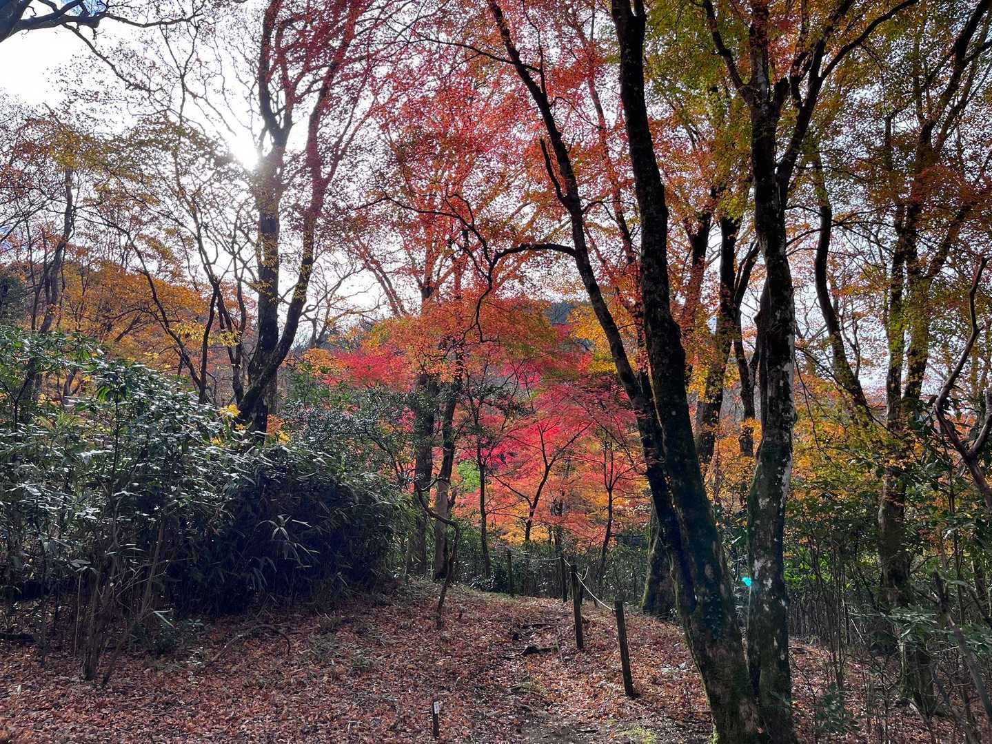とても良い場所ですね
後ろの山は今降りてきた鷹巣山