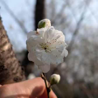 ハナモモたぶん🙄