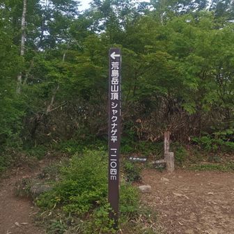 シャクナゲ平。
水分補給だけしたら山頂へと向かいます。
