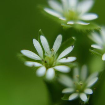 コハコベかな？