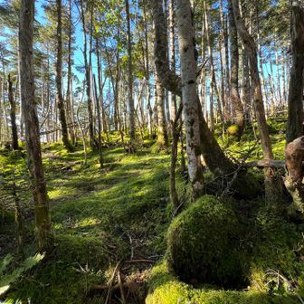 苔が素敵｡