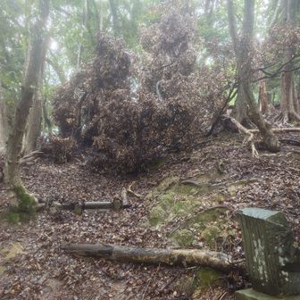 倒木
ここ以外は比較的通りやすかったけど
上の山登山口側が
比較的わかりにくい個所があった気がする