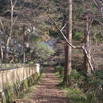 表参道を進んでいきます。奥の金堂から、迫力のある読経の声が谷中にこだましていて、ちょっと圧倒されながら進みます。
