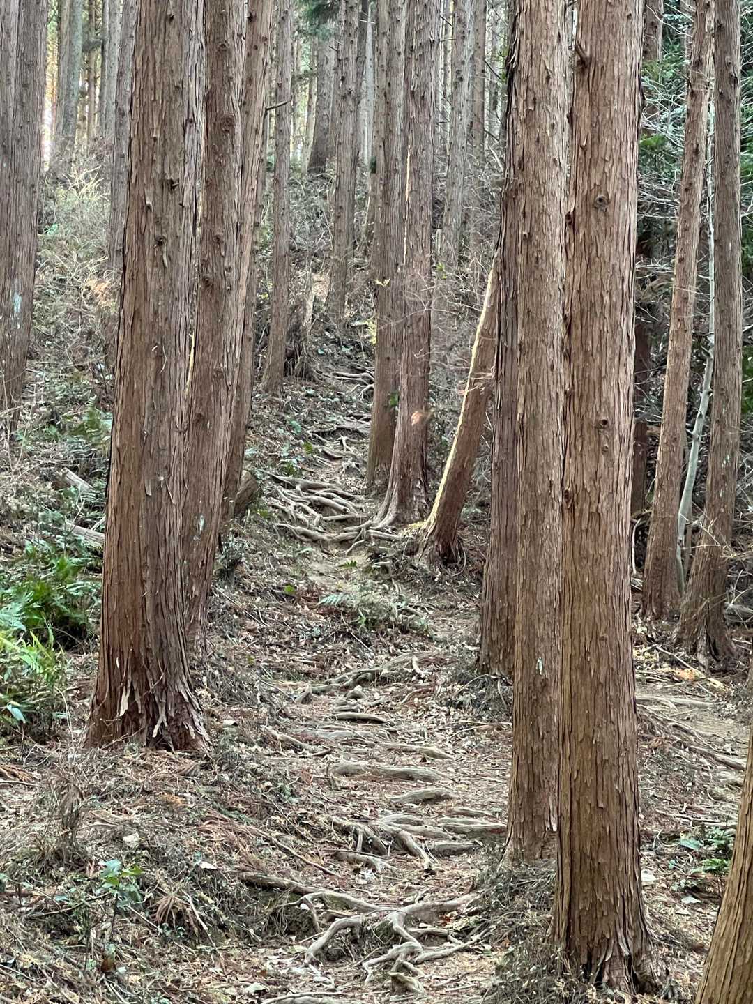 大高取山への道。ここは古道の様な趣きがあって好きな道✨