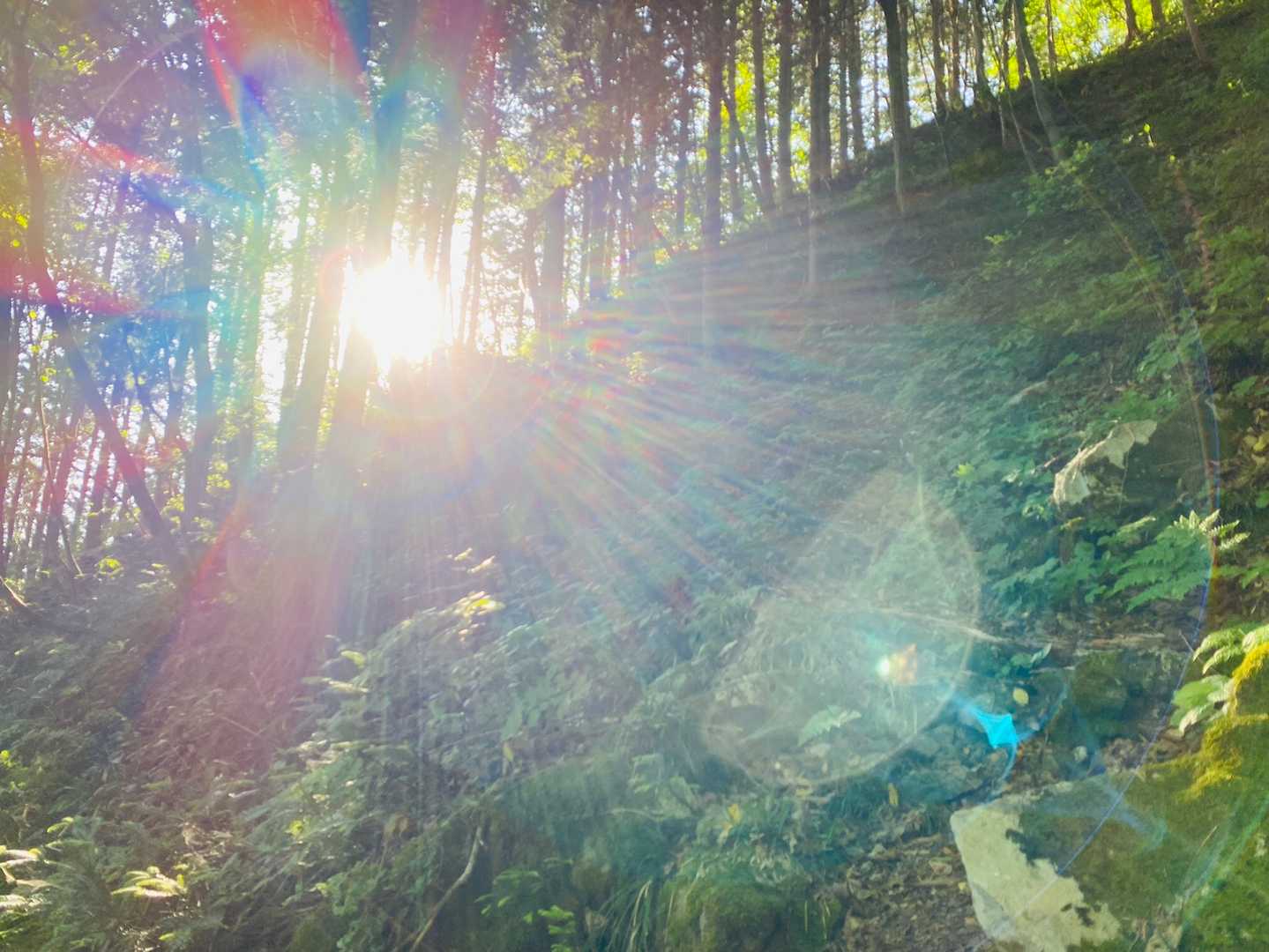 鯛ノ巣山 周回コースの写真