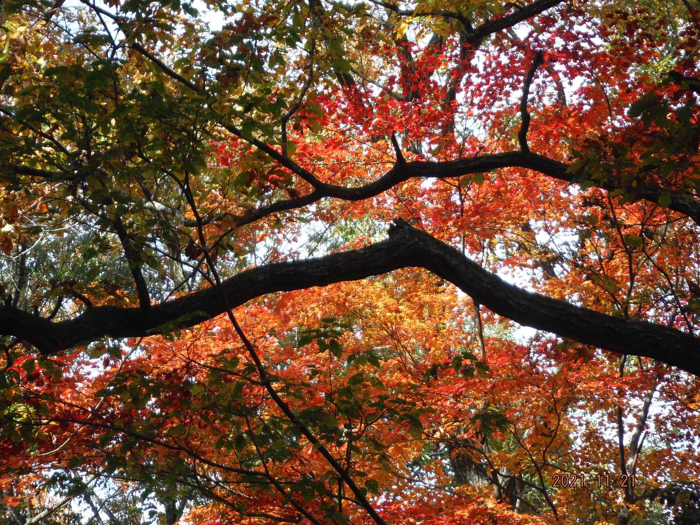 高津保理山の写真