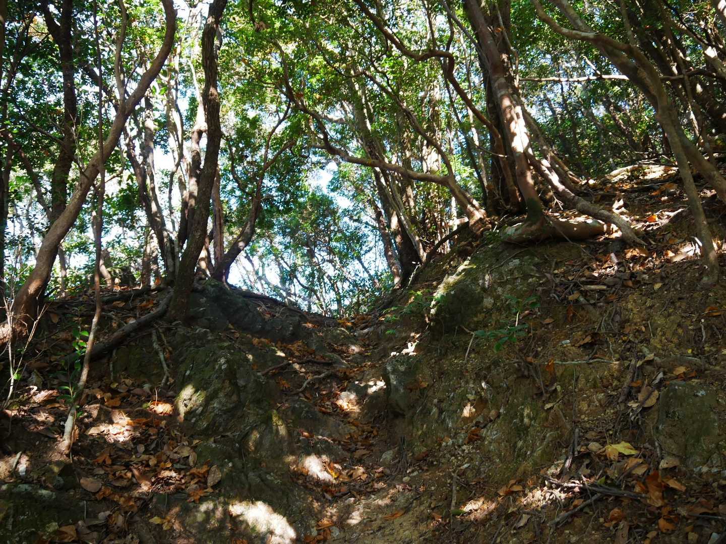 最後の登り😰
頑張れ〜