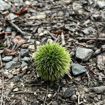 お！🌰
もう秋🍂が見えてきた