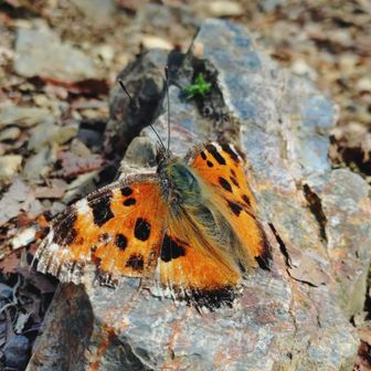 ここでも冬越しヒオドシチョウが日向ぼっこ♪