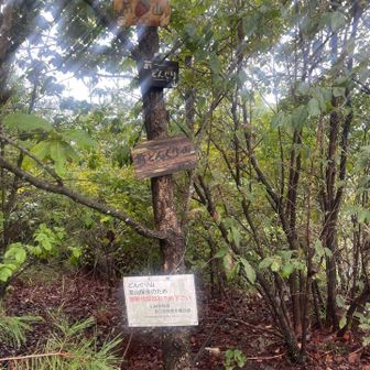 前どんぐり山