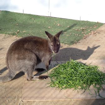 五月山動物園　仮獣舎