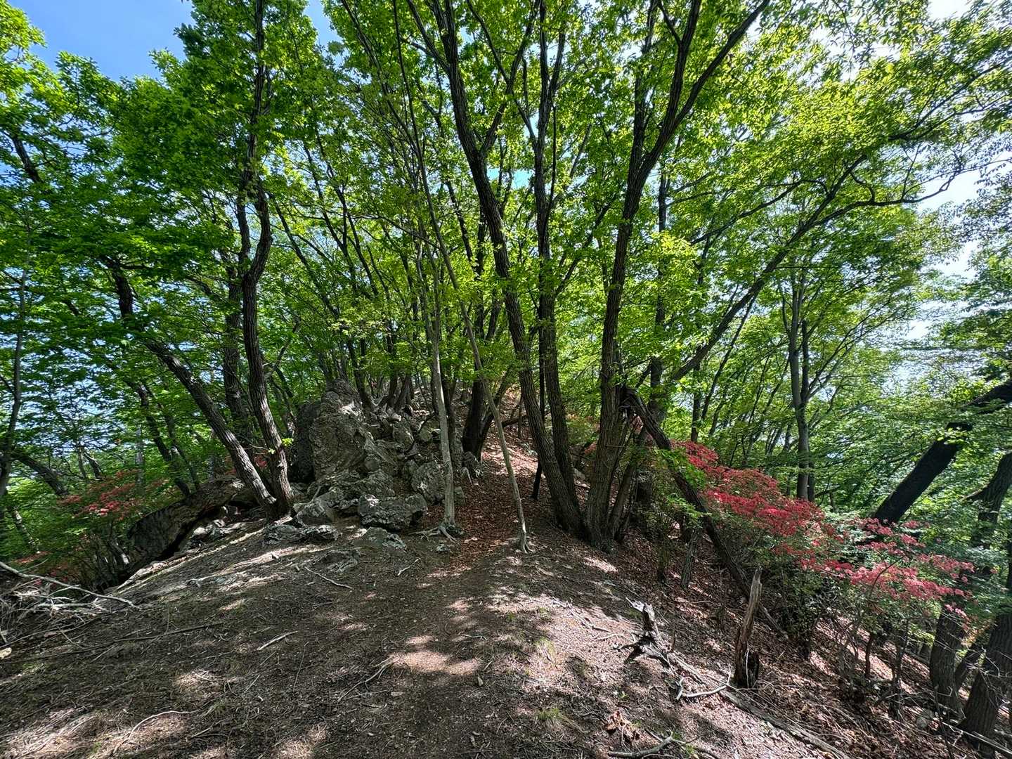 山ツツジが所々咲いていて、
赤と緑がほんときれいです！！