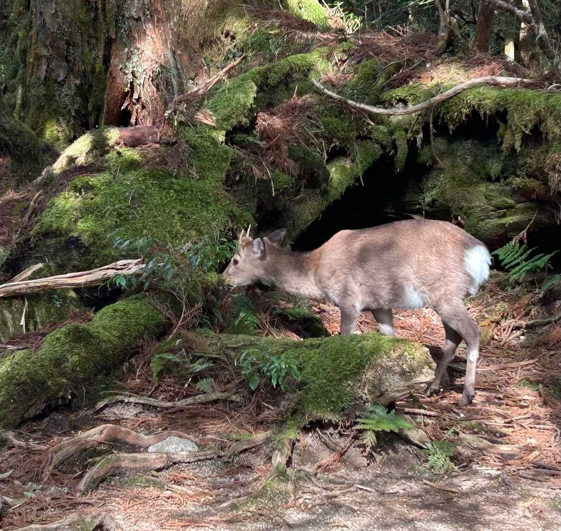 屋久島のシカ、サルは小ぶり　
おとなしくてとっても可愛かった🥰