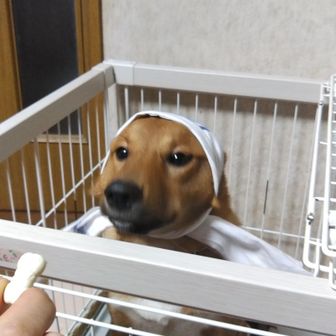 森林