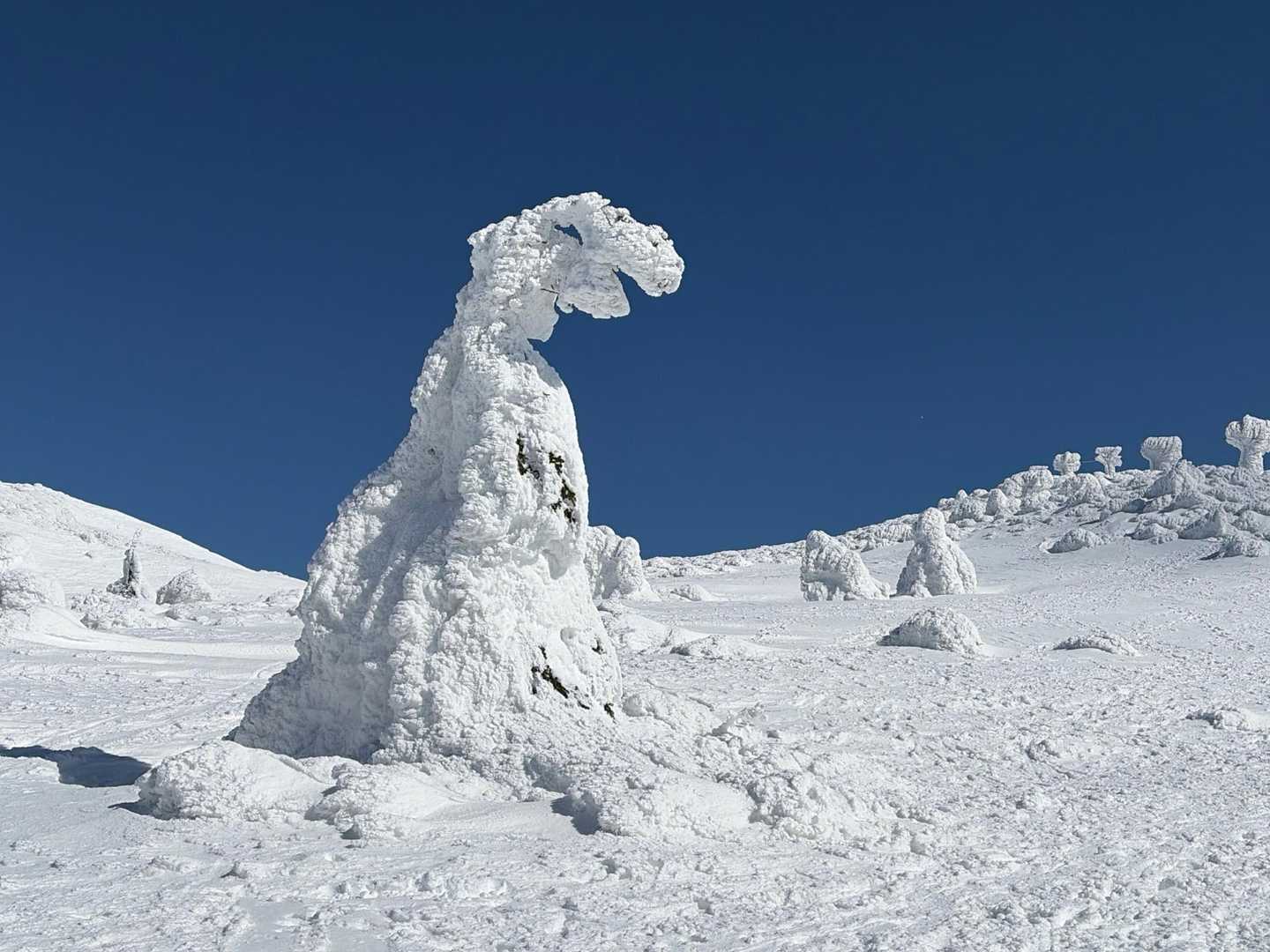 肉食恐竜🦖のようです