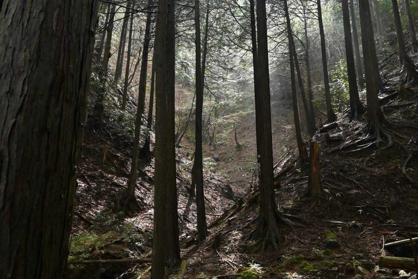 土山峠バス停-辺室山-物見峠-三峰山 縦走コースの写真