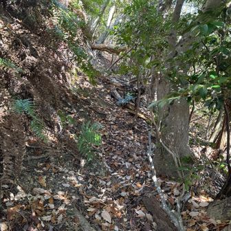 倒木が多かった印象