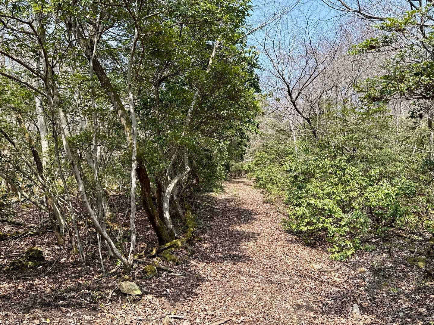登山道に入り、
捕獲用の箱罠が多く、ビビる🫤。