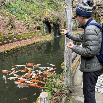 鯉の餌やり〜🐟