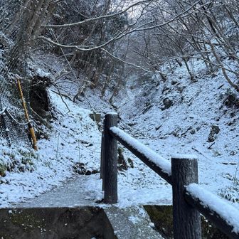 ツツジ新道登り口
…不安だったのでチェンスパを履き今日は出だしからストック片手に突入します🫡