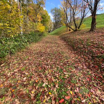 落ち葉の絨毯🍂✨😃
サクサクと良い音でした🥾