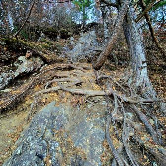 ほぼ垂直
岩と根っこのミックス
でも、近づくと手がかりが見える