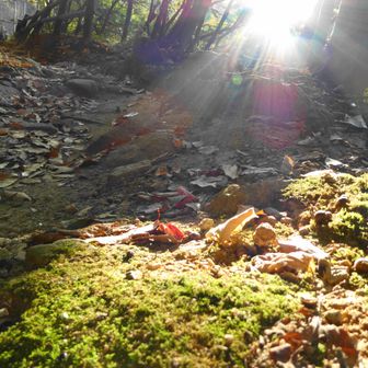 早朝の光は
いいですね＾＾