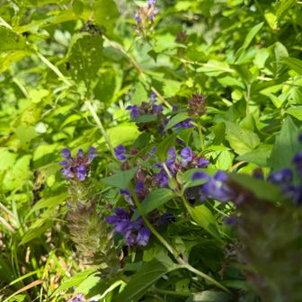 タテヤマウツボグサ。今回はとにかく花にピントが合わなかったなぁ〜